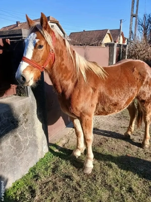 Mânza de vânzare.                         - imagine 4