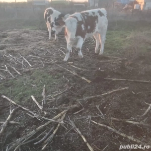 vitele de rasa  - imagine 2