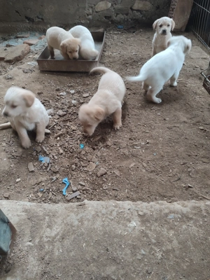 Căței labrador  - imagine 3