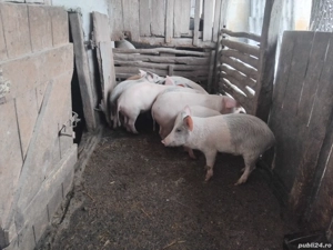 vand purcei de 16 saptamani  - imagine 2