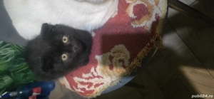 băiețel british shorthair deparazitati învățați la litera  - imagine 2