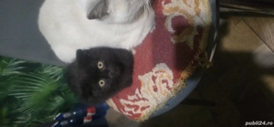 băiețel british shorthair deparazitati învățați la litera  - imagine 3