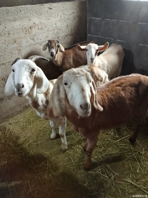 vand schimb capre metis anglo-nubian  - imagine 2