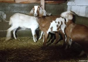 vand schimb capre metis anglo-nubian 