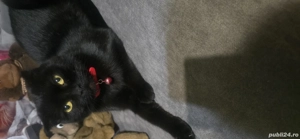 garatis pisica - imagine 2