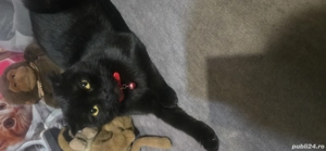 garatis pisica - imagine 3