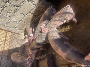 Purcei de vânzare  - imagine 2