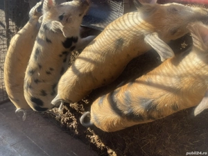 Porci între 60-90kg - imagine 2