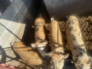 Porci între 60-90kg