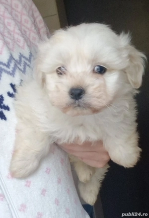 Baietel Bichon Maltese!!!Pret fix