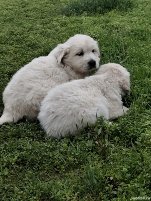pui golden retriever 