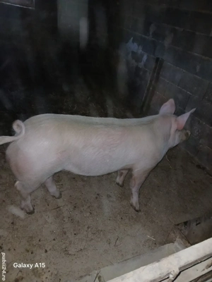 scroafa pt sacrificat sau pentru monta - imagine 3