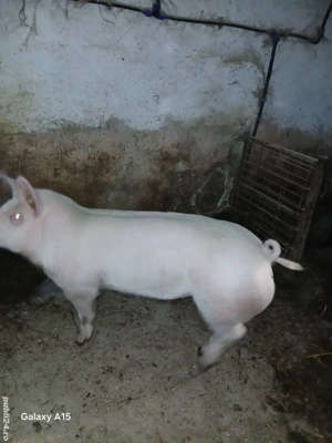 scroafa pt sacrificat sau pentru monta - imagine 2