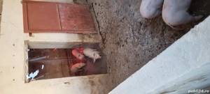 Vând purcei 8 săptămâni și scroafa Landrace - imagine 4