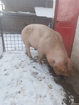 vând o scroafa fătată de două ori  - imagine 2