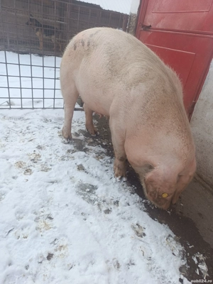 vând o scroafa fătată de două ori  - imagine 3