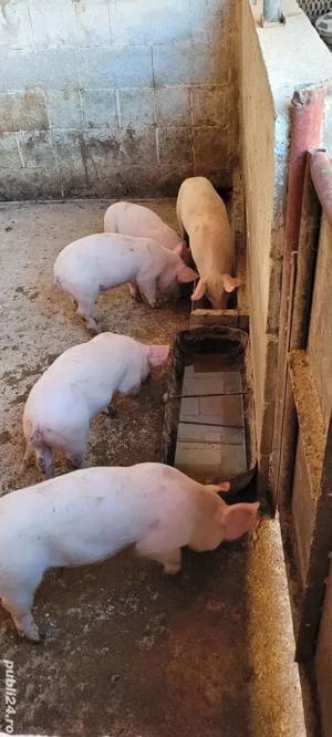 Vând purcei 8 săptămâni și scroafa Landrace - imagine 2
