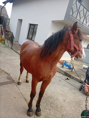 Mânză de 1 an și 8 luni - imagine 4