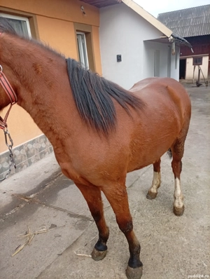 Mânză de 1 an și 8 luni