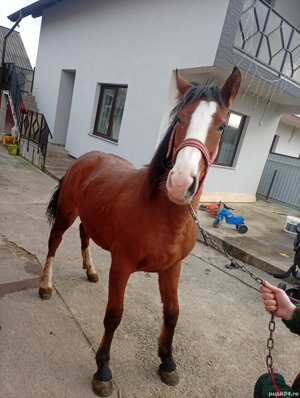 Mânză de 1 an și 8 luni - imagine 2