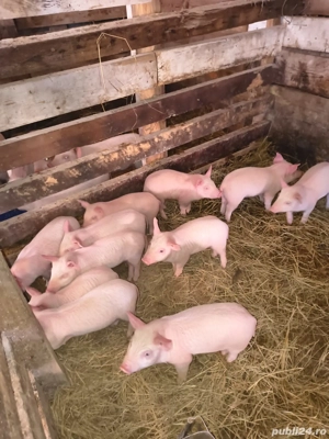 Vand Purcei - imagine 2