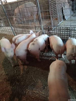 Purcei de vânzare!! - imagine 3