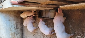 Vând purcei 8 săptămâni și scroafa Landrace  - imagine 2