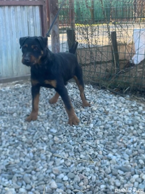 Mascul Jagd terrier jagdterrier