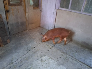 Purcea duroc de vânzare  - imagine 2