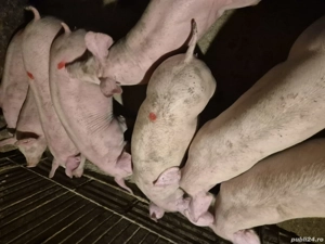 Șoldani Rasă Pic 50-70kg