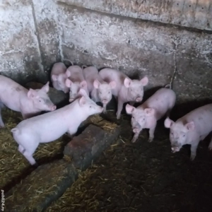 Vînd porci și purcei Coșoveni - imagine 3