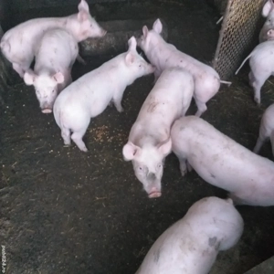 Vînd porci și purcei Coșoveni