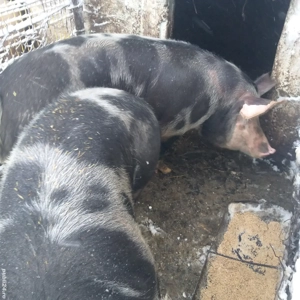 Vînd porci și purcei Coșoveni - imagine 4