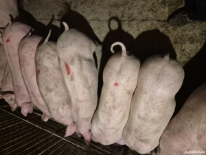 Șoldani rasă de Carne Pick  - imagine 4