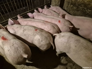 Șoldani rasă de Carne Pick  - imagine 2