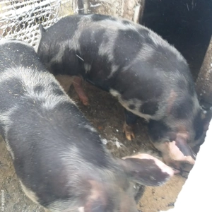 Vînd Porci  Coșoveni