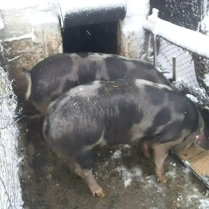 Vînd Porci  Coșoveni - imagine 2