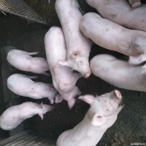 Vînd purcei Marele alb