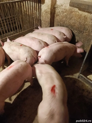 Șoldani 50-70kile rasă Pic - imagine 2