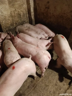 Șoldani 50-70kile rasă Pic - imagine 3