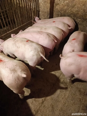 Șoldani 50-70kile rasă Pic - imagine 4