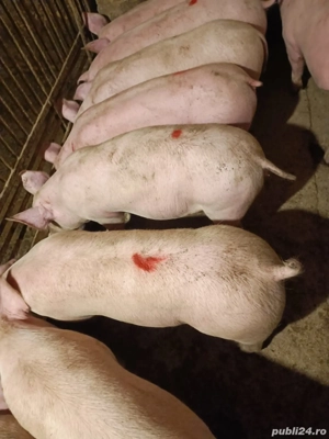 Disponibili șoldani Mari De Rasă 