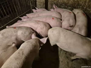 Șoldani rasă de Carne Pic 