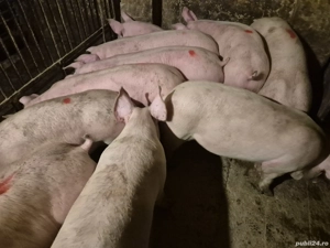 Șoldani rasă de Carne Pic  - imagine 2