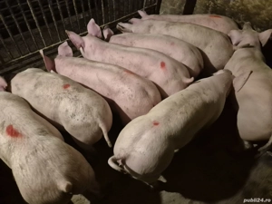 Șoldani Pick de Carne - imagine 3