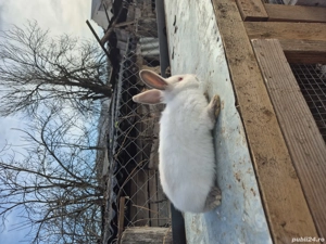 iepuri californieni tineri - imagine 3