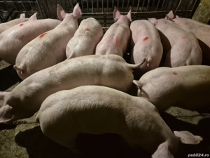 Șoldani Pick de Carne - imagine 6