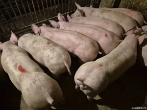 Șoldani Pick de Carne - imagine 4