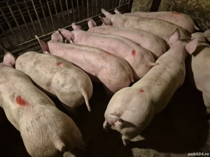 Șoldani Pick de Carne - imagine 2