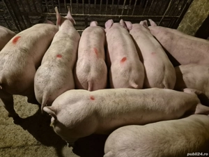 Șoldani Pick de Carne - imagine 5